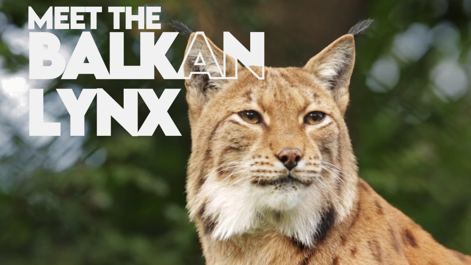 Meet the Balkan Lynx